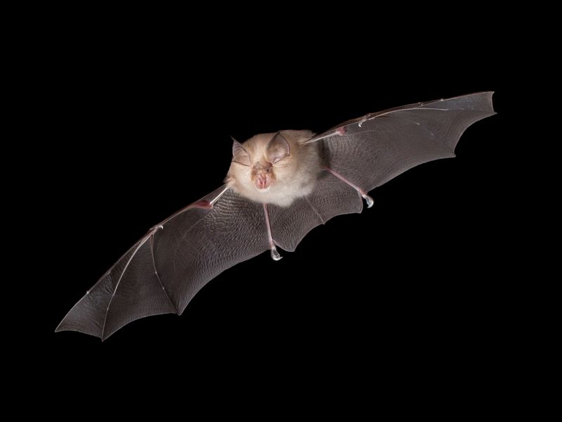 Kleine Hufeisennase Fledermaus