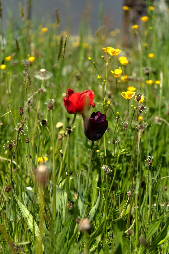 Blumenwiese Schloss mit Tulpe
