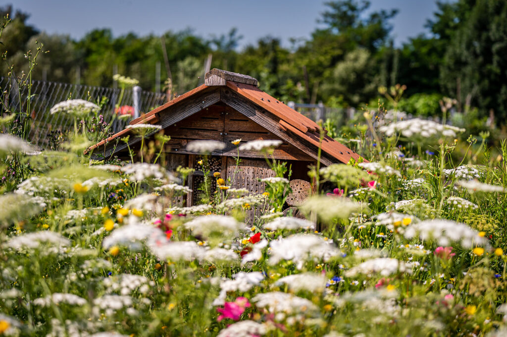 Bienenhaus und Blumenwiese