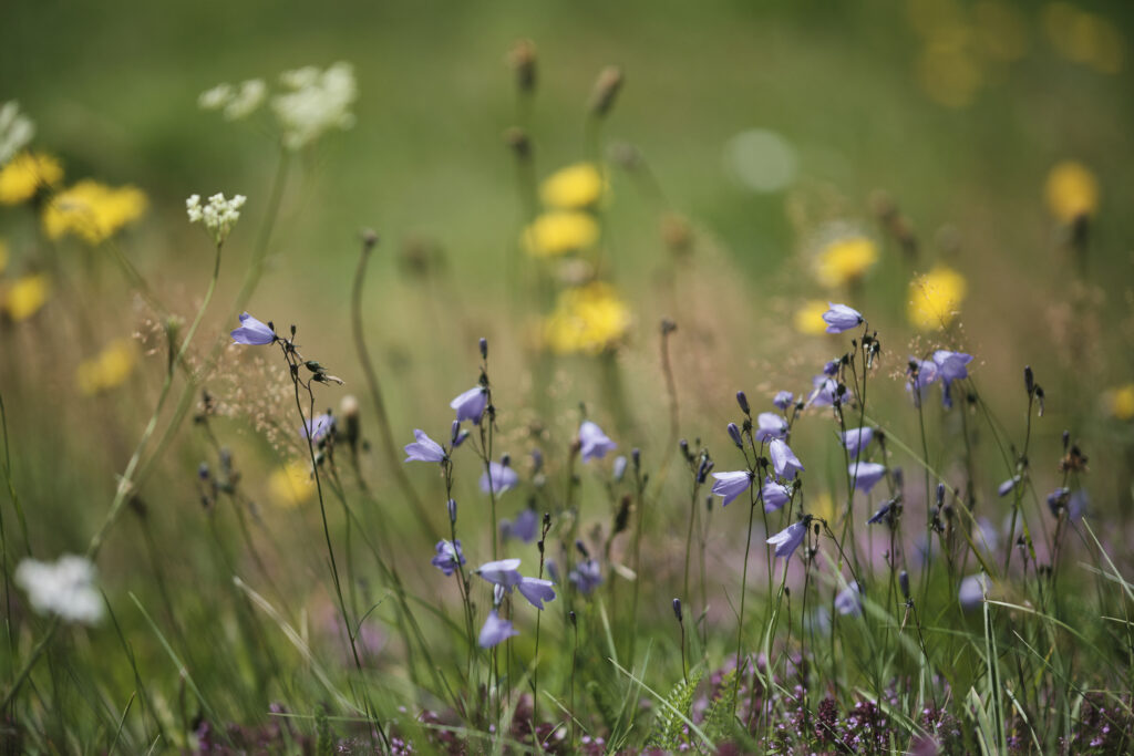 Blumenwiese