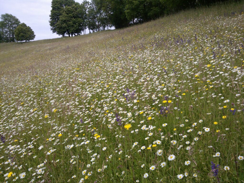 Blumenwiese