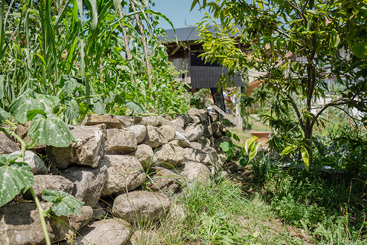 Garten in Lohnstorf mit Steinmauer und Biodiversitäts Sträucher